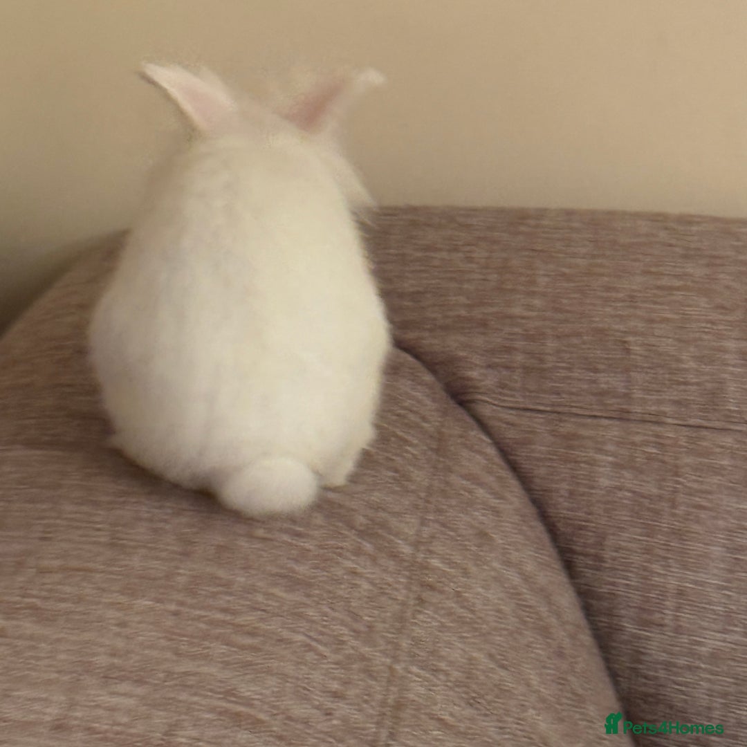 Lionhead rabbits for sale: White Male Rabbit Looking for a Forever Home  - Image 4
