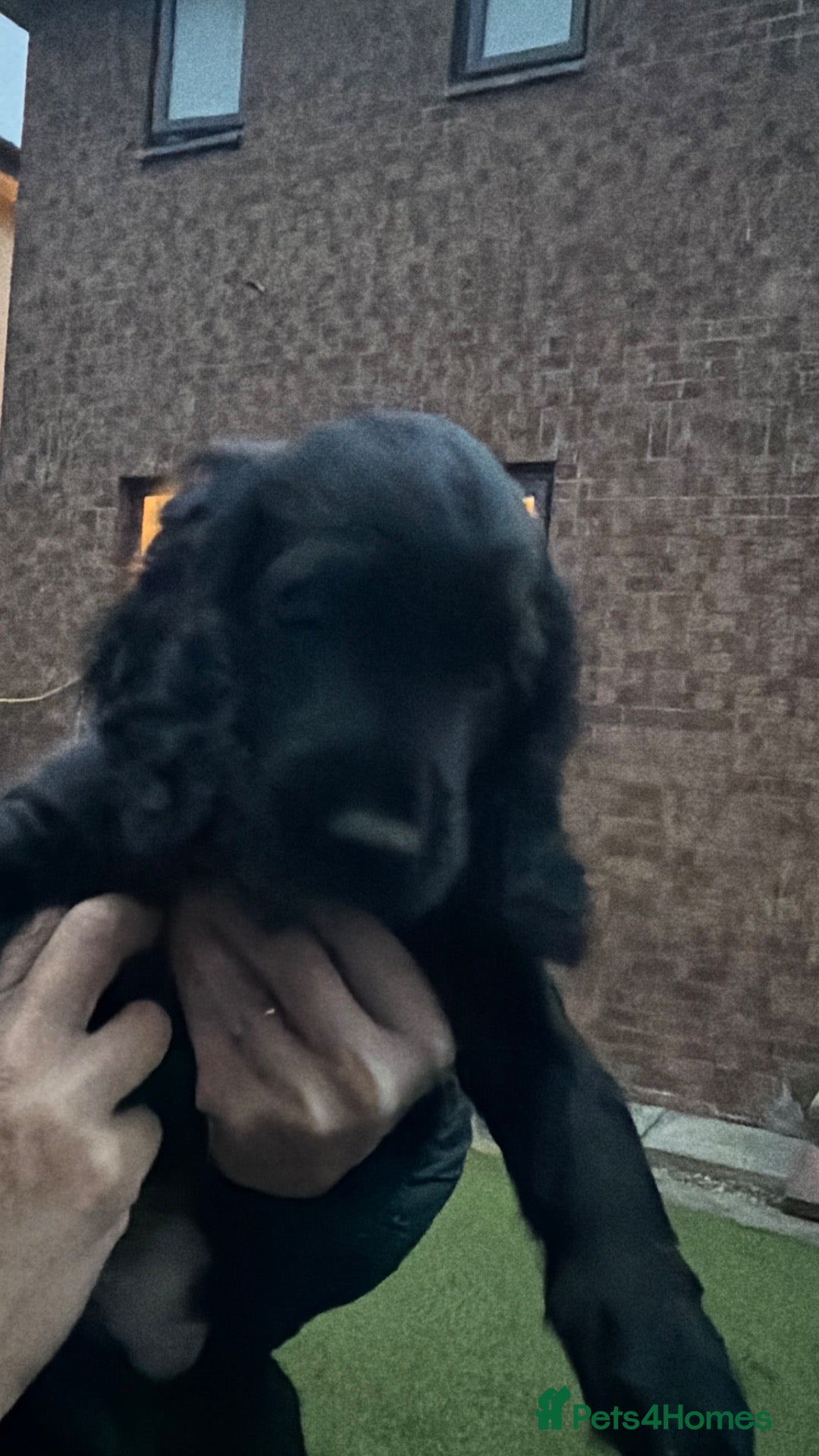 Cocker Spaniel dogs Working KC Registered Cocker Spaniel Pups. - Advert 2