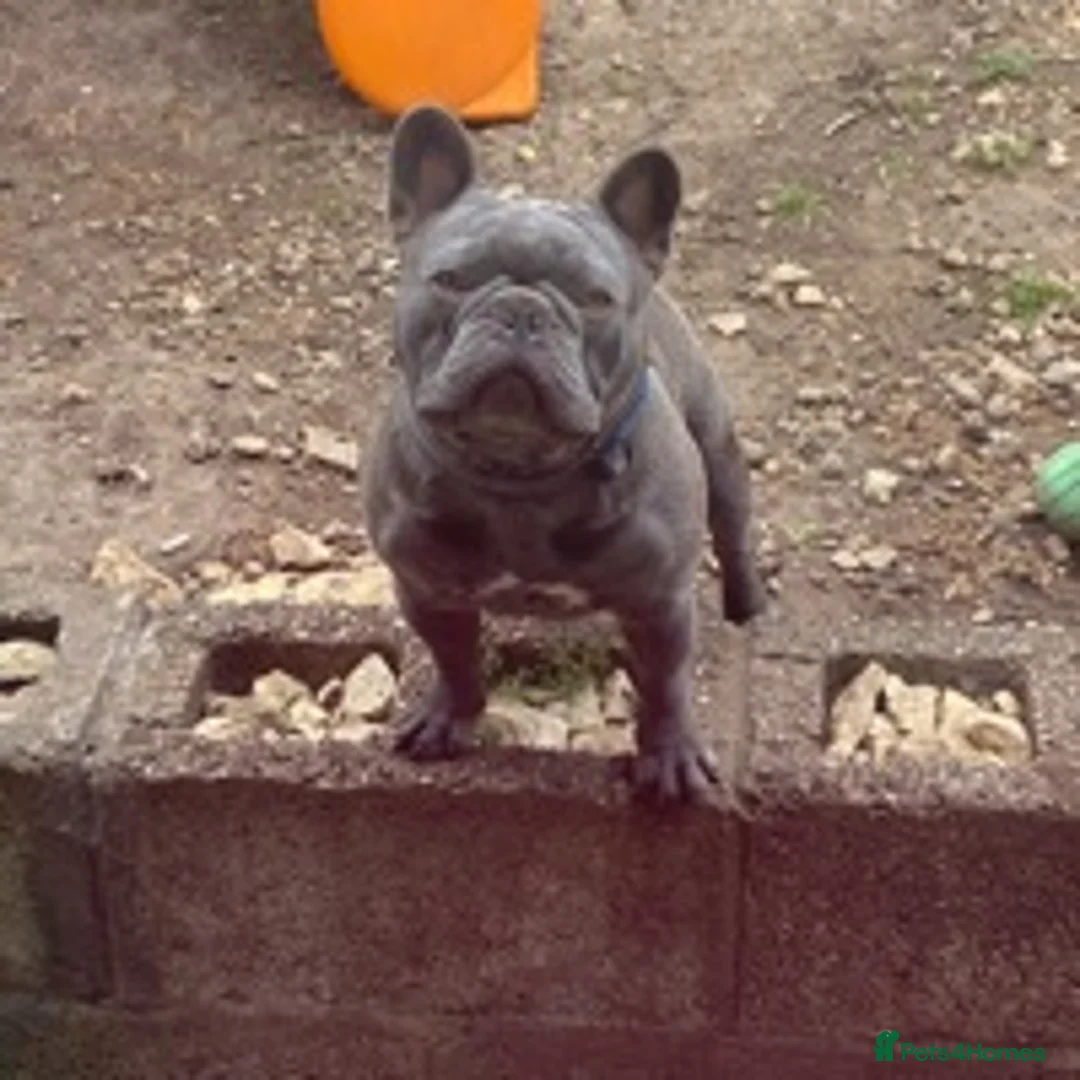French Bulldog dogs for stud: solid lilac aa french bulldog health tested in Lincoln - Advert 8