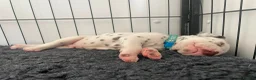 Dalmatian dogs for sale: Exceptional KC Liver Spotted Dalmatian Puppies - Advert 21