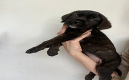 Cane Corso dogs for sale: 🐾 Beautiful Cane Corso Puppies – Ready Soon! 🐾 - Image 13