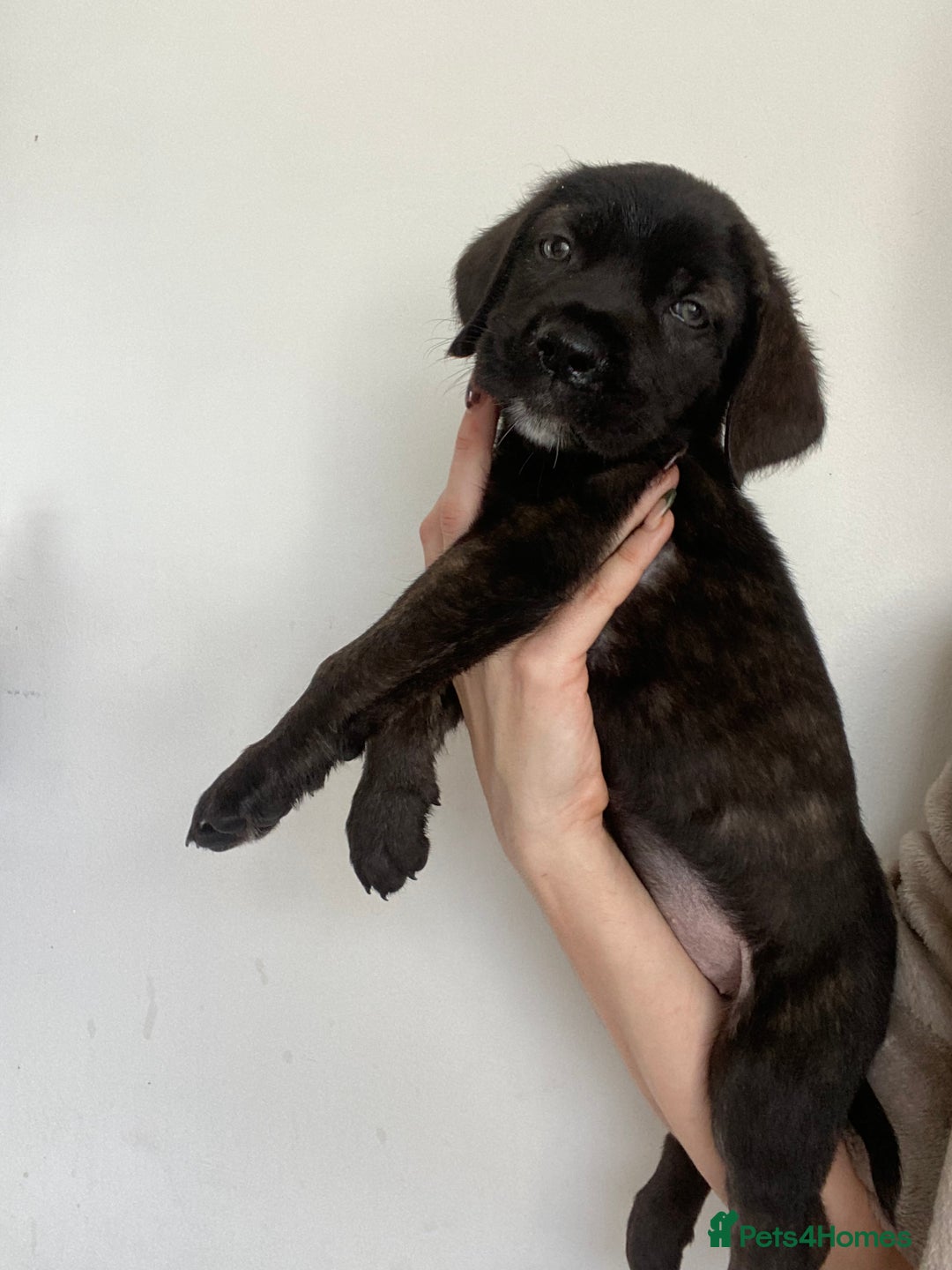 Cane Corso dogs for sale: 🐾 Beautiful Cane Corso Puppies – Ready Soon! 🐾 - Image 13