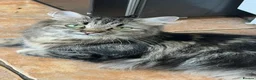 Mixed Breed cats for sale: Kittens for sale Kirkby - in- Ashfield in Nottingham - Advert 1