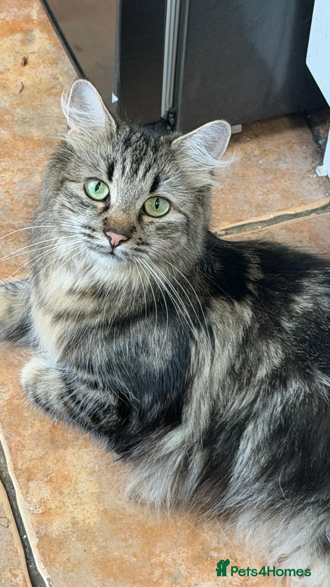Mixed Breed cats for sale: Kittens for sale Kirkby - in- Ashfield in Nottingham - Advert 1