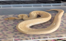 Python Snake reptiles for sale: Ball Pythons & Racks  - Image 4