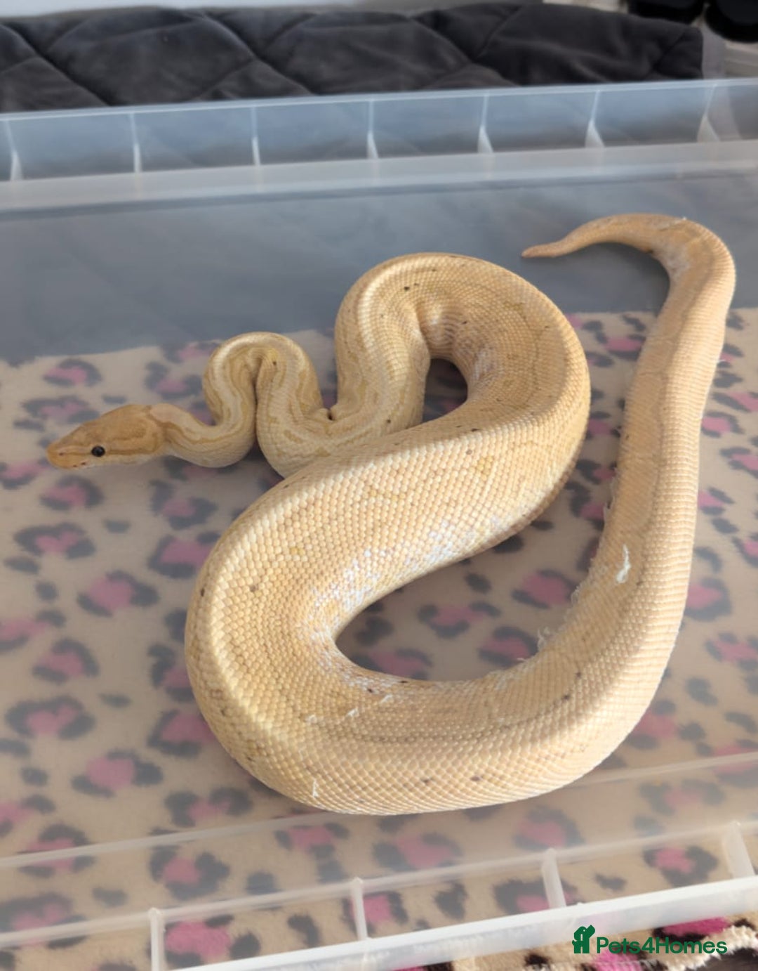 Python Snake reptiles for sale: Ball Pythons & Racks  - Image 4