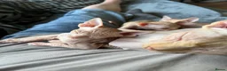 Sphynx cats for sale: Canadian sphynx ready to leave now  - Advert 26