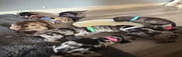 Mixed Breed dogs for sale: Beautiful Frenchie X Dachshund pups *5 left*  - Advert 3