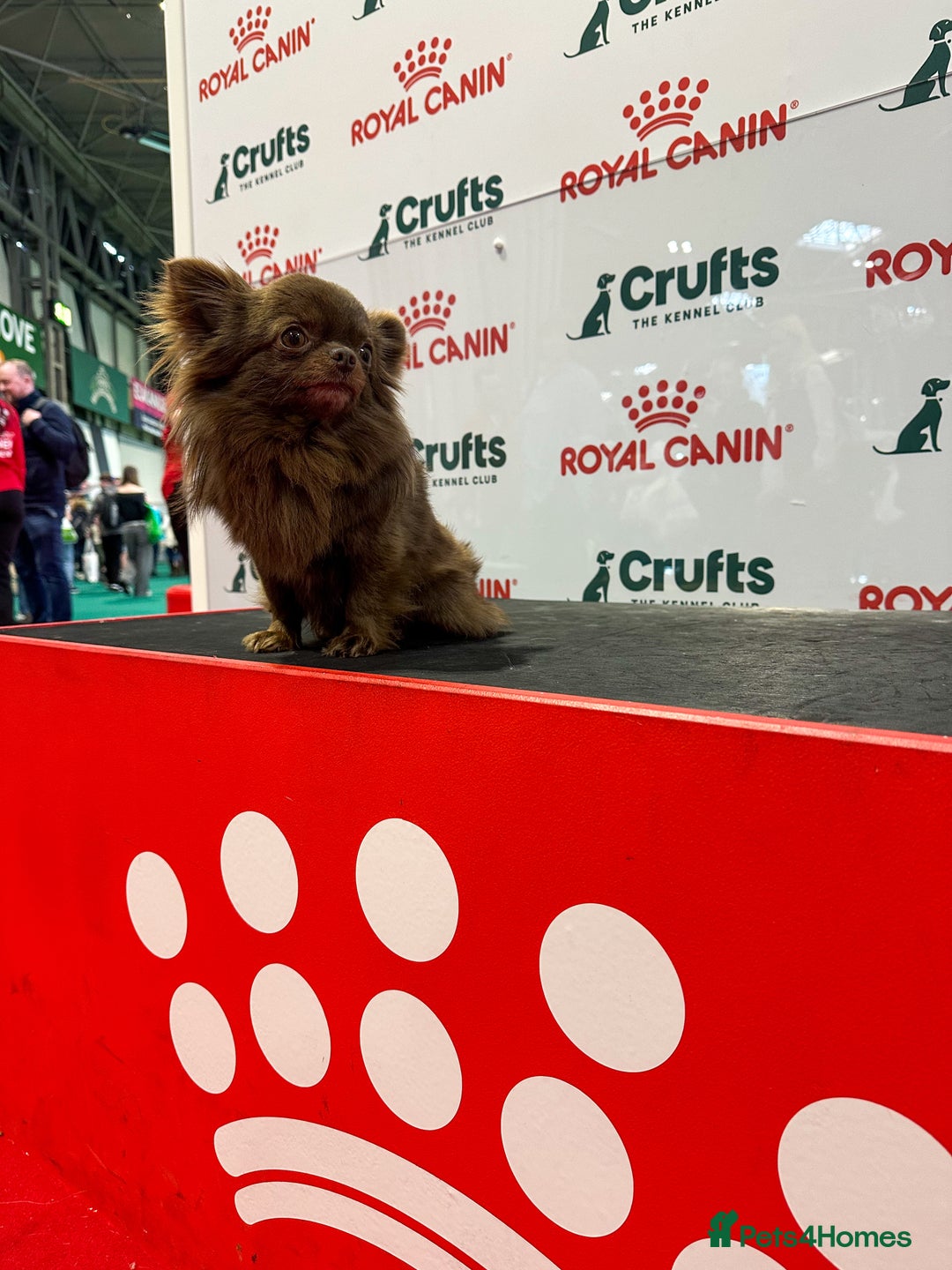 Chihuahua dogs for stud: ❤️ KC REG EXTENSIVELY HEALTH TESTED STUD ❤️ in London - Advert 9