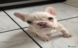 French Bulldog dogs for sale: French bulldog puppies REDUCED! - Image 12