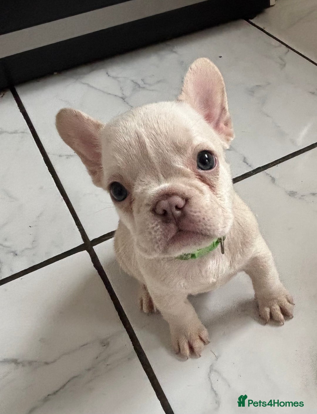 French Bulldog dogs for sale: French bulldog puppies REDUCED! - Image 12