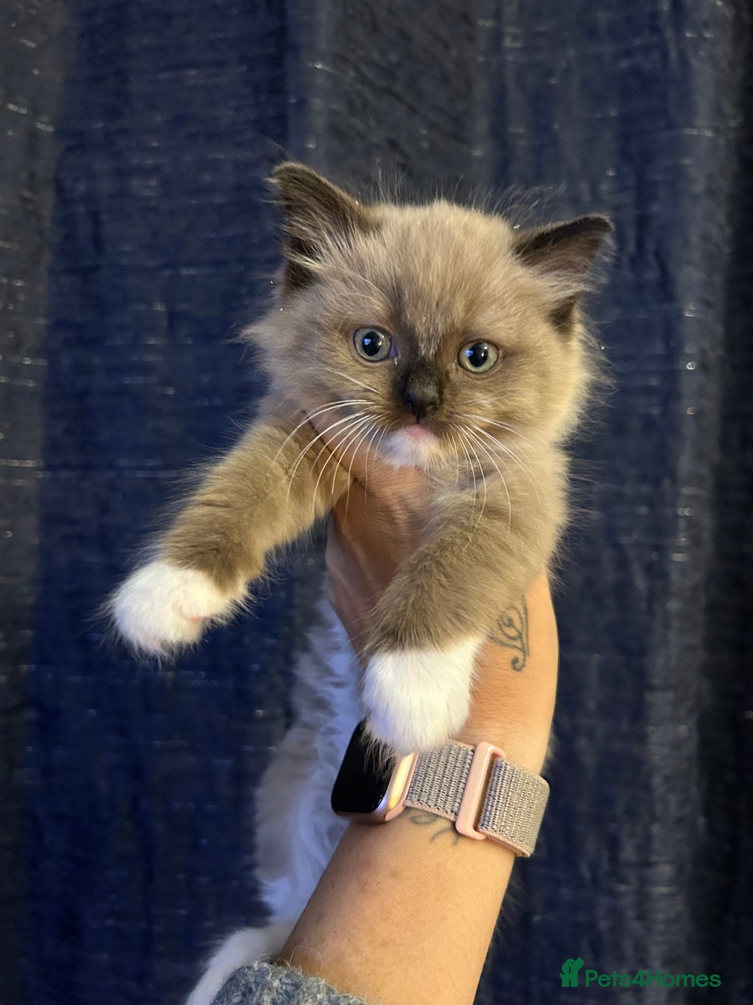 Ragdoll cats for sale: Last little girl available  - Image 10