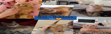 Bubbles