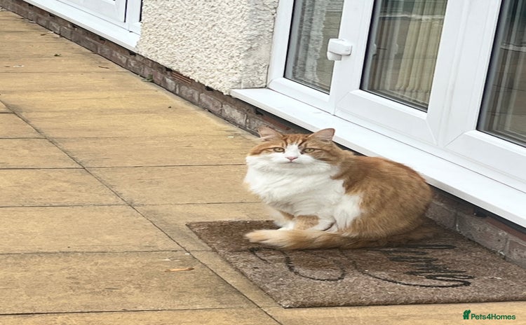 British Longhair cats - Advert 2