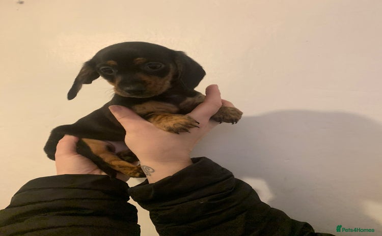 Miniature Dachshund dogs - Advert 10