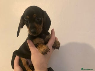Miniature Dachshund dogs - Advert 9