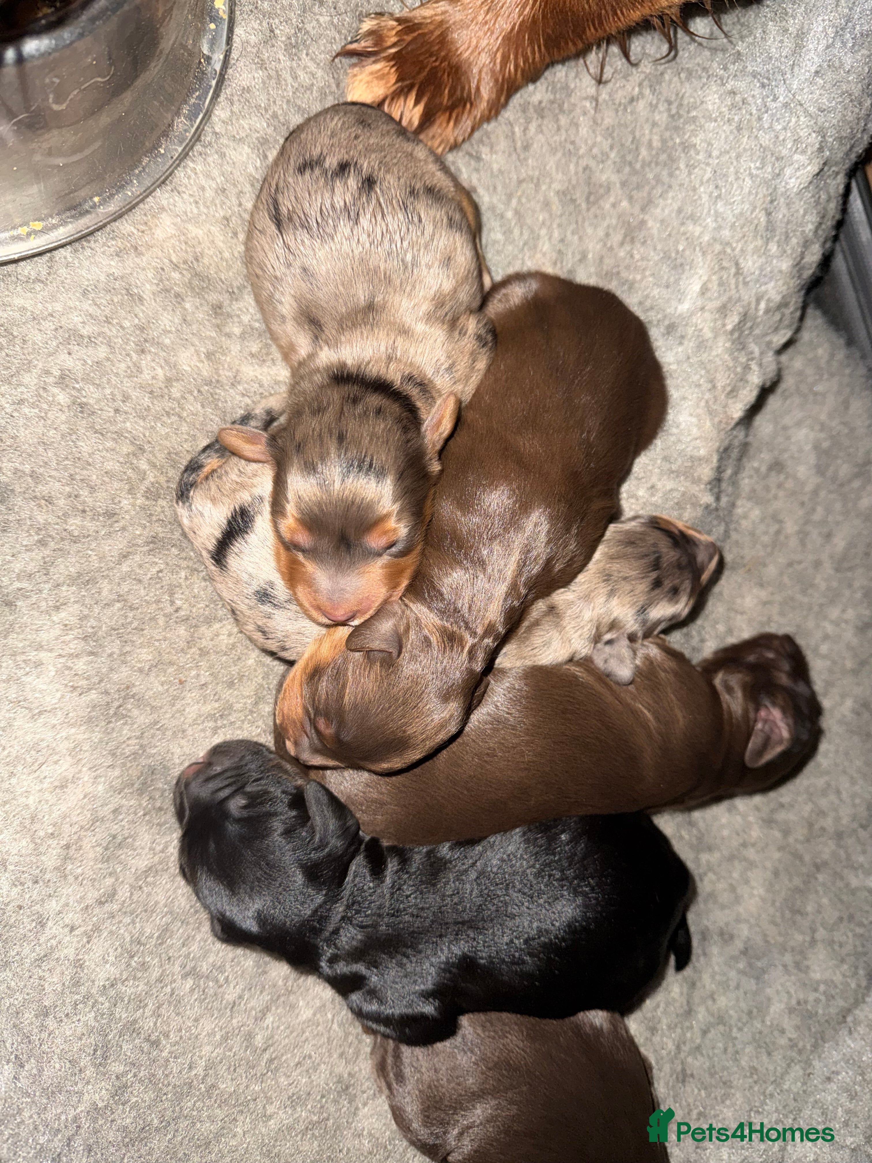 Cockapoo dogs Beautiful Merle cockapoos - Advert 13