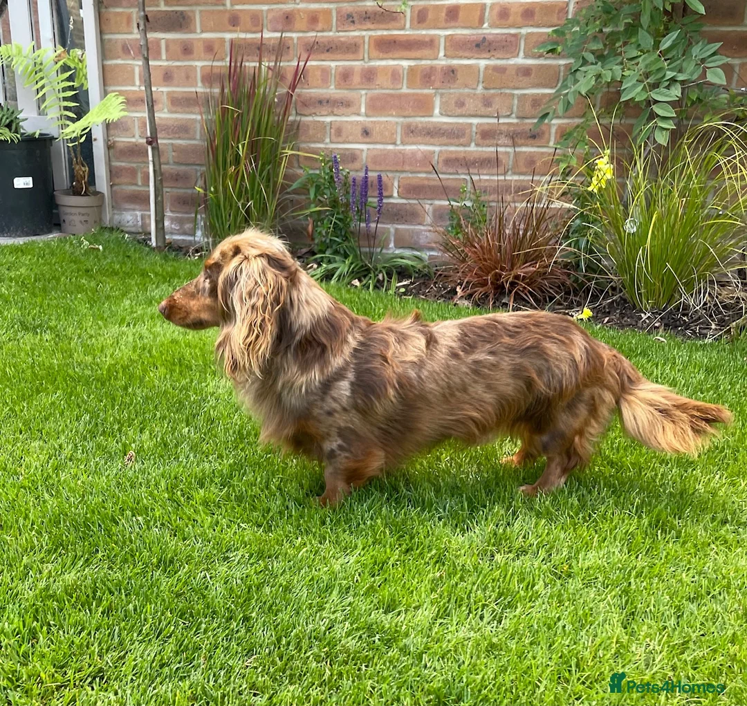 Miniature Dachshund dogs for stud: Chocolate & Tan Dapple Long Haired Mini Dachshund - Advert 4