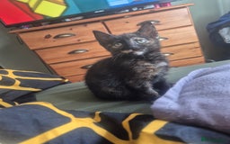 Maine Coon cats for sale: Maine coon x kittens - Image 3