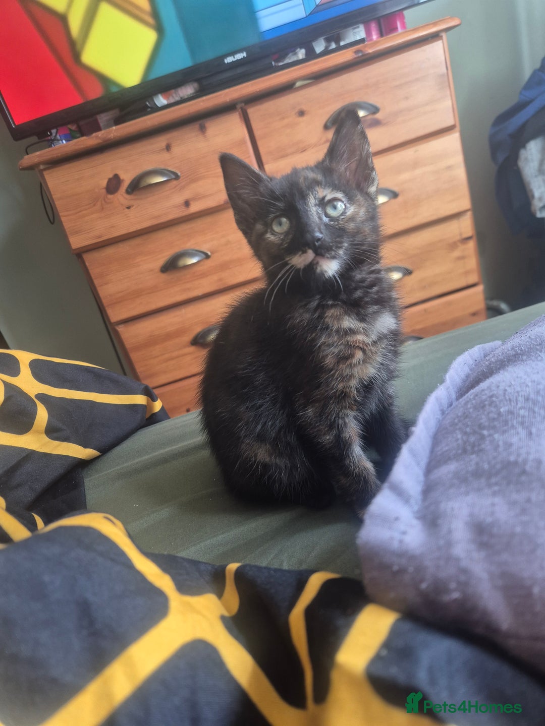 Maine Coon cats for sale: Maine coon x kittens - Image 3