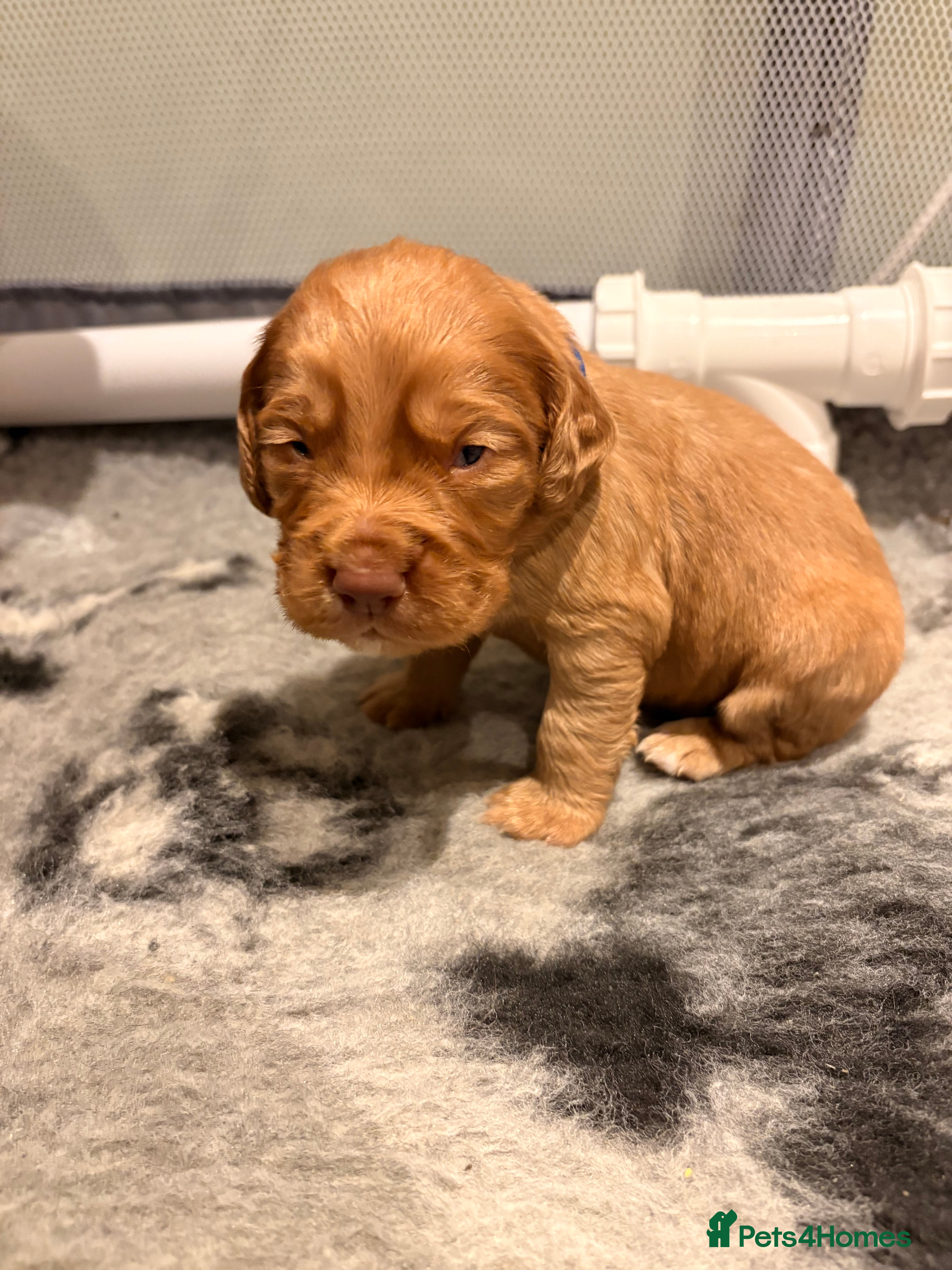 Cocker Spaniel dogs cocker spaniel puppies *two boys left* - Advert 1