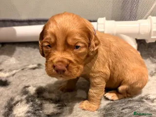 Cocker Spaniel dogs cocker spaniel puppies *two boys left* - Advert 12