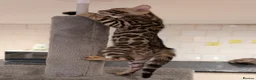 Bengal cats for sale: 🔥✨Pedigree TICA-Registered Bengals - Advert 25