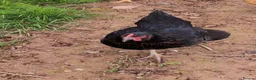 Chickens poultry for sale: Two Rhode Rocks for sale  in Hereford - Advert 2