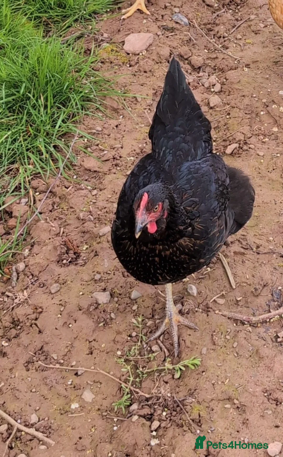 Chickens poultry for sale: Two Rhode Rocks for sale  in Hereford - Advert 2