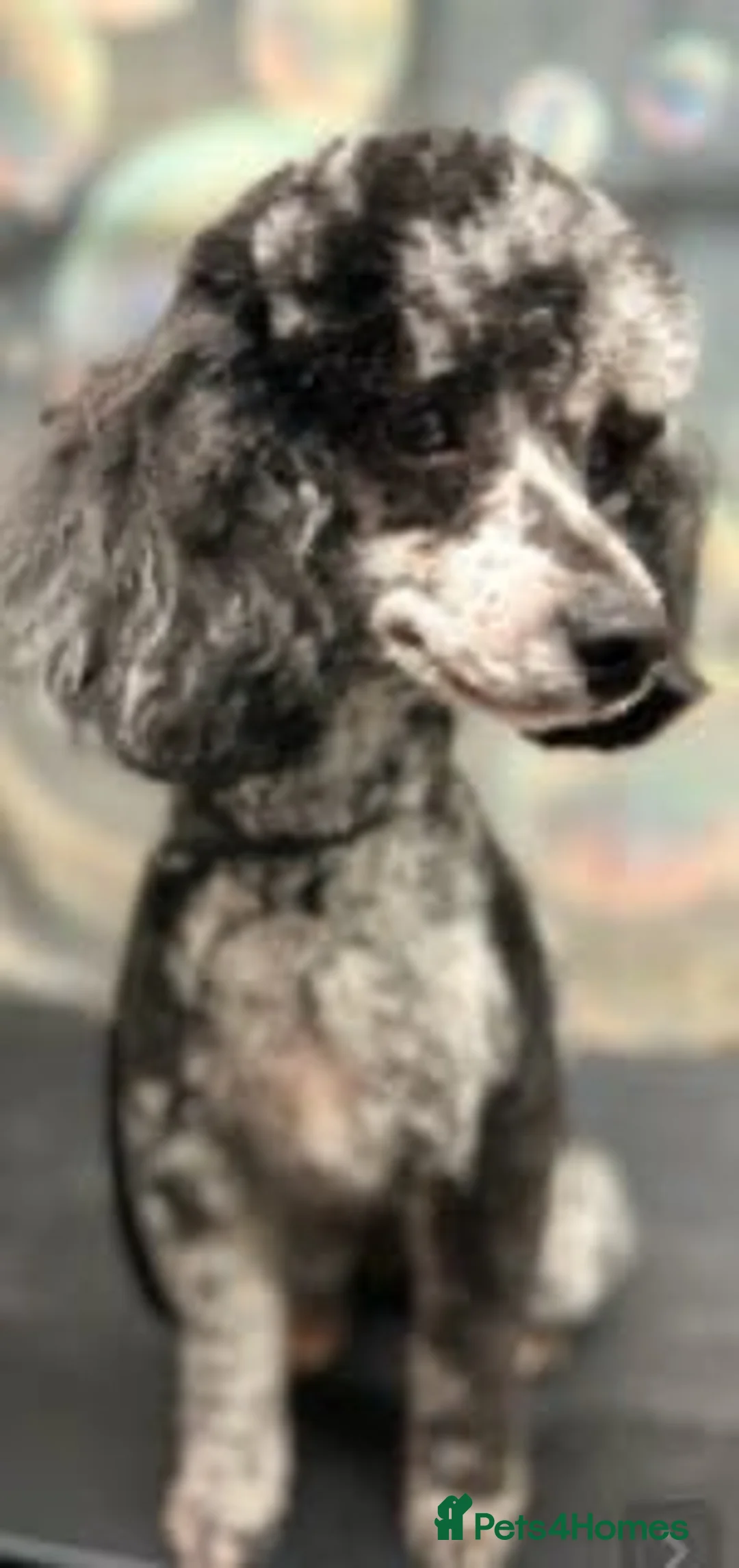 Miniature Poodle dogs for stud: beautiful blue merle miniature poodle in Swanley - Advert 6