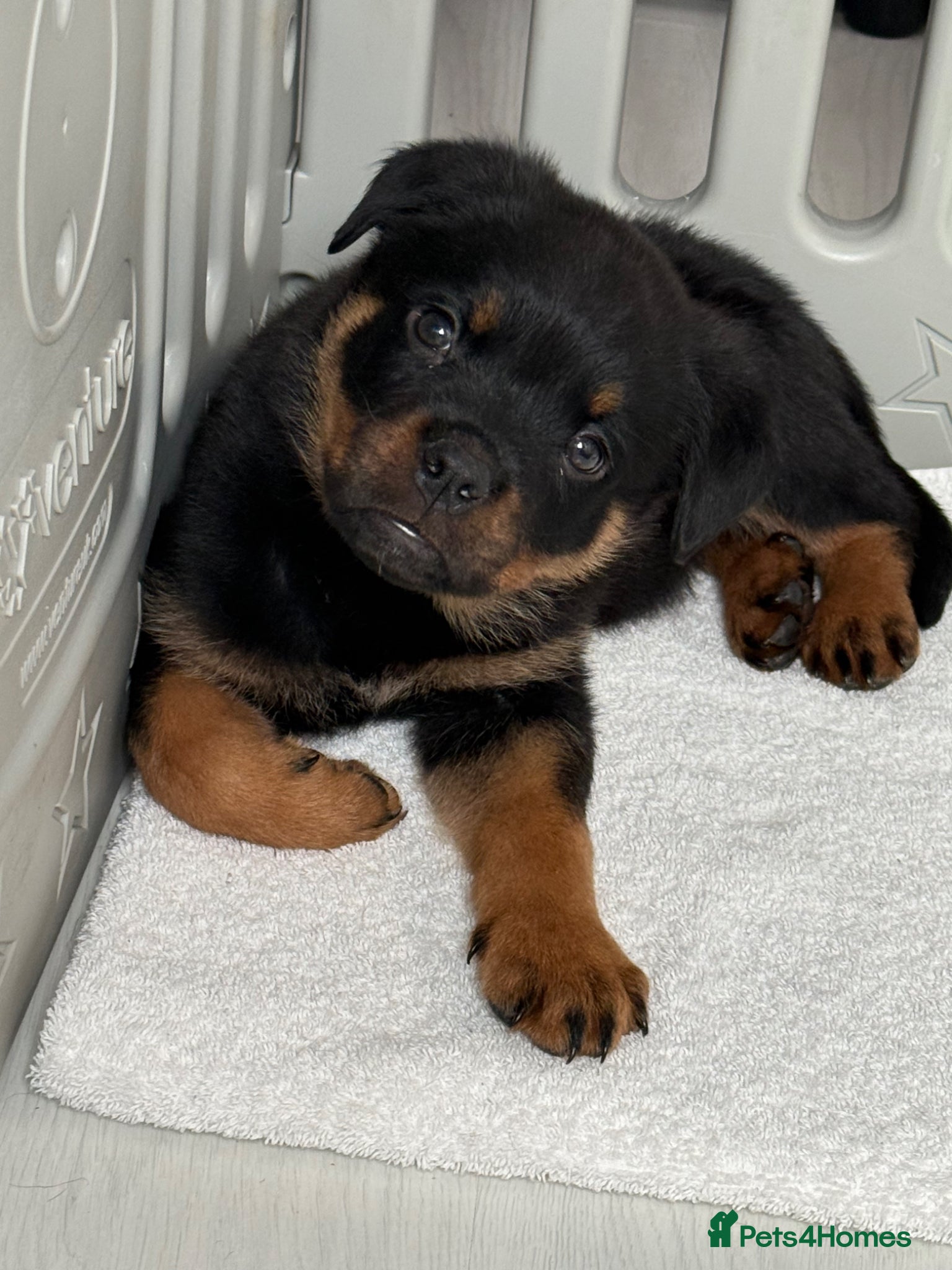 Rottweiler dogs Last Male Reduced to ensure loving home soon 💛 - Advert 1