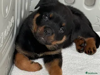 Rottweiler dogs Last Male Reduced to ensure loving home soon 💛 - Advert 1