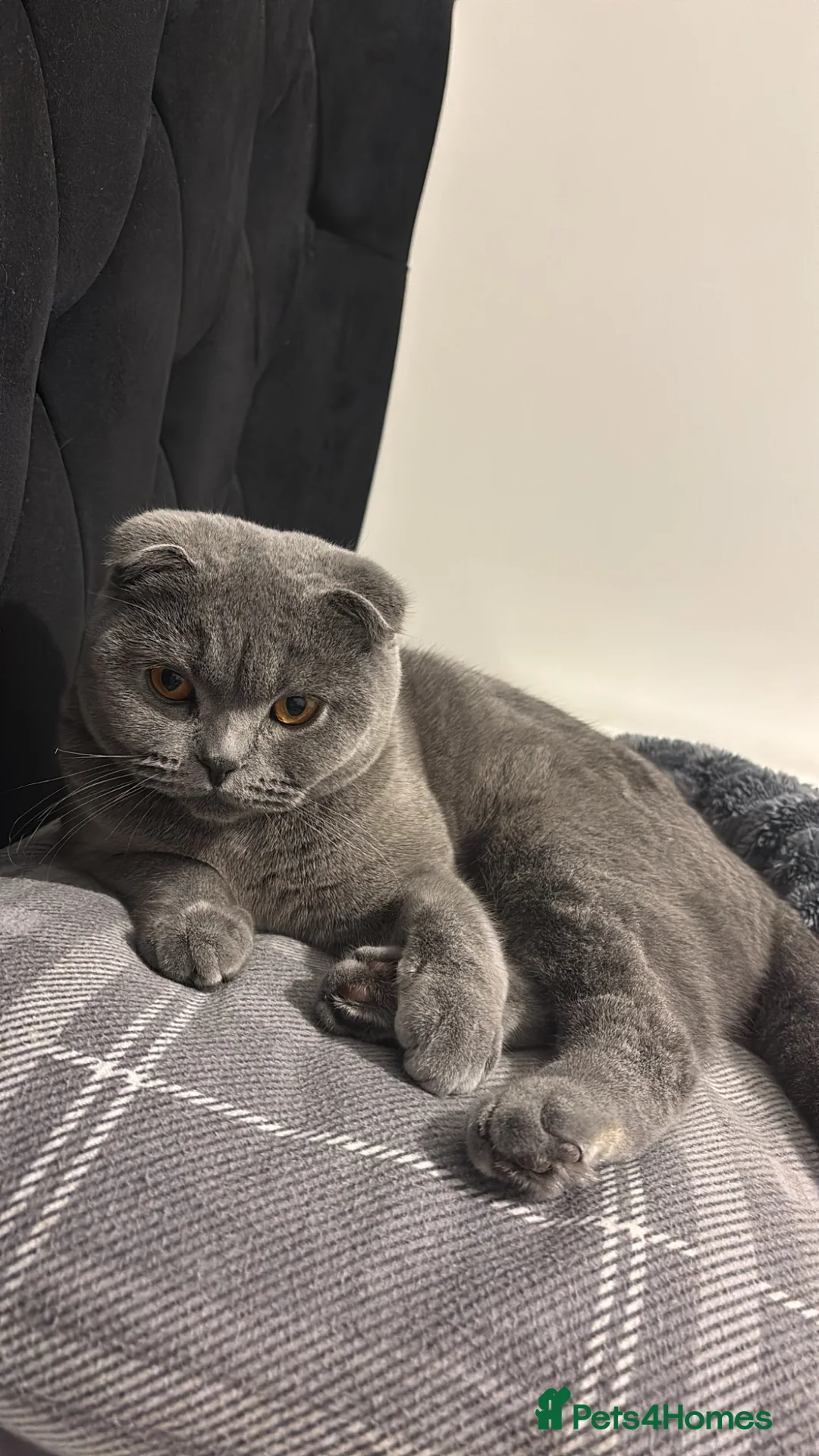 British Shorthair cats for sale: British shorthair cross (Scottish fold)  - Advert 2