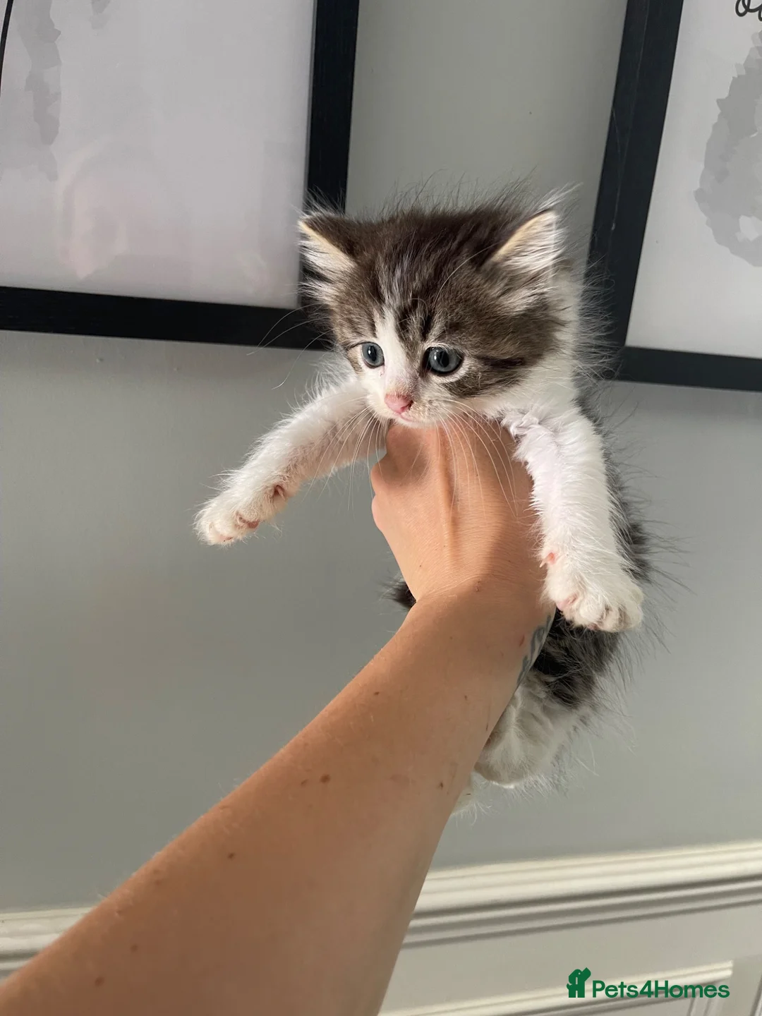 Mixed Breed cats for sale: Half Persian kittens available  - Advert 2