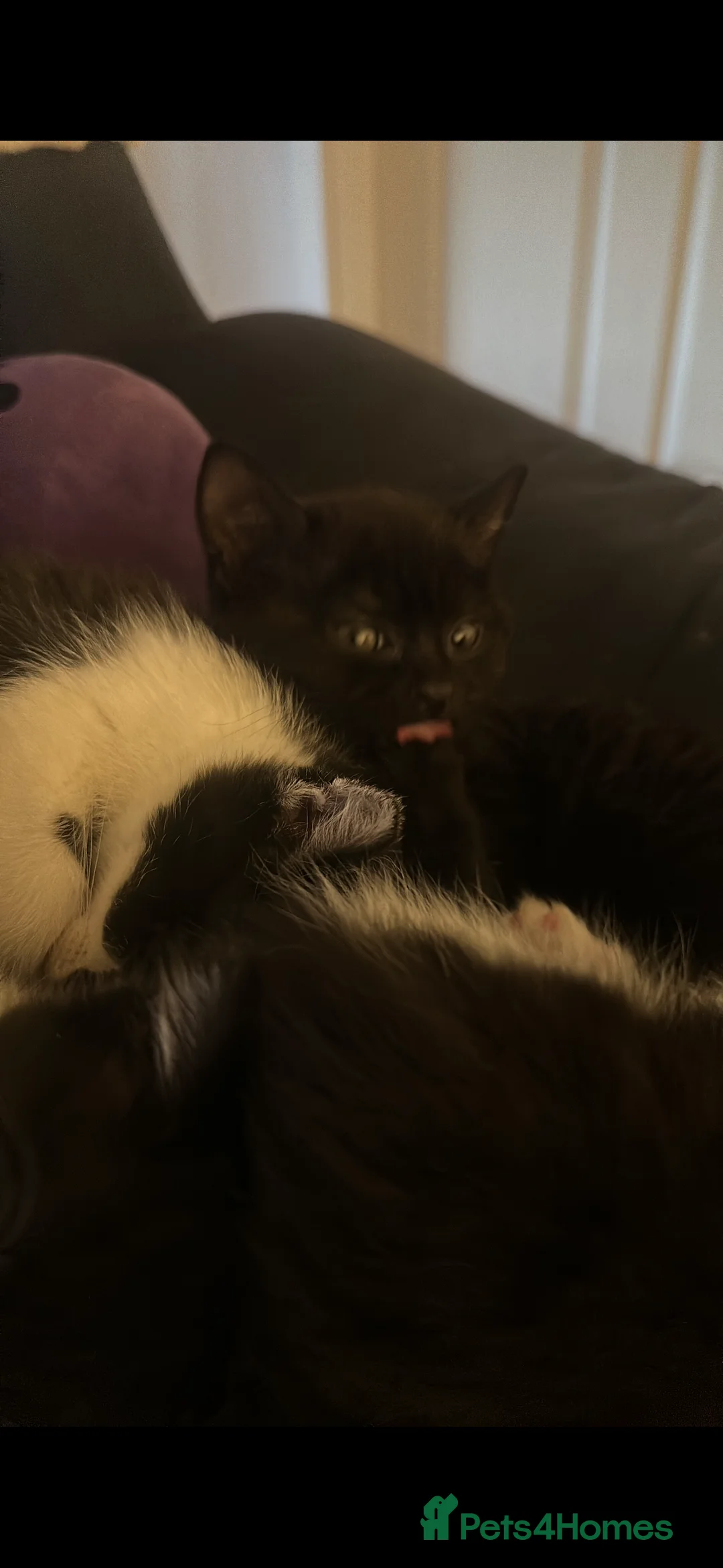 British Shorthair cats for sale: Lovely kittens for sale  in Glasgow - Advert 7