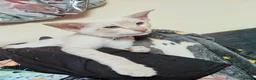Oriental cats for sale: Female Oriental for rehoming  in Wirral - Advert 9