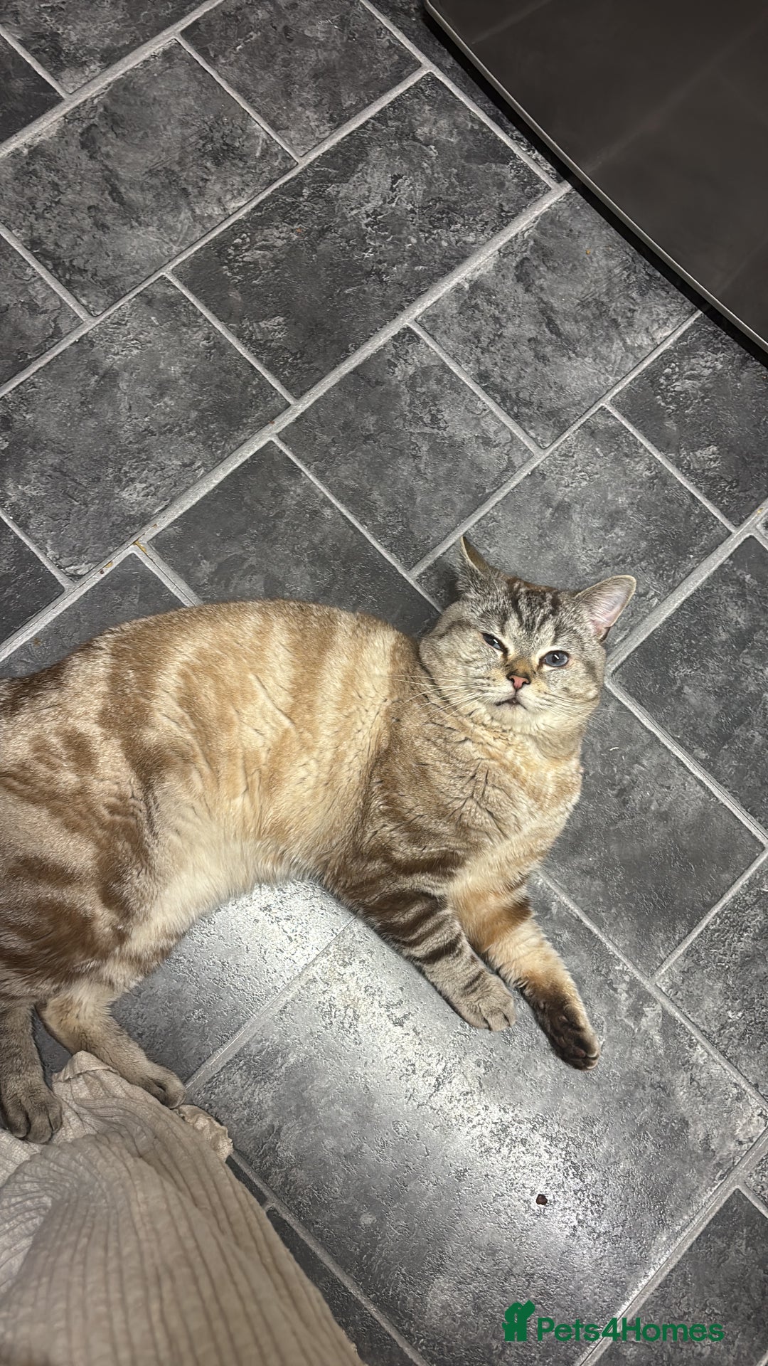 Mixed Breed cats for sale: Snowy needs Rehoming  - Advert 6