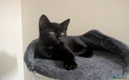 Mixed Breed cats for sale: Cute Kittens for Sale – Ready for Loving Homes 🐱 - Image 3