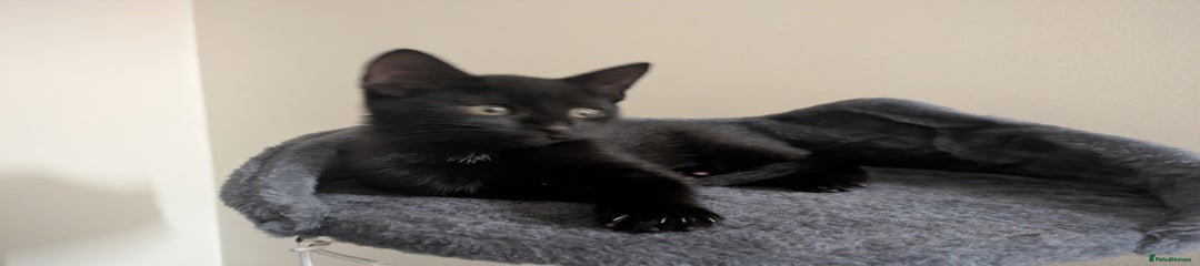 Mixed Breed Kitten 3