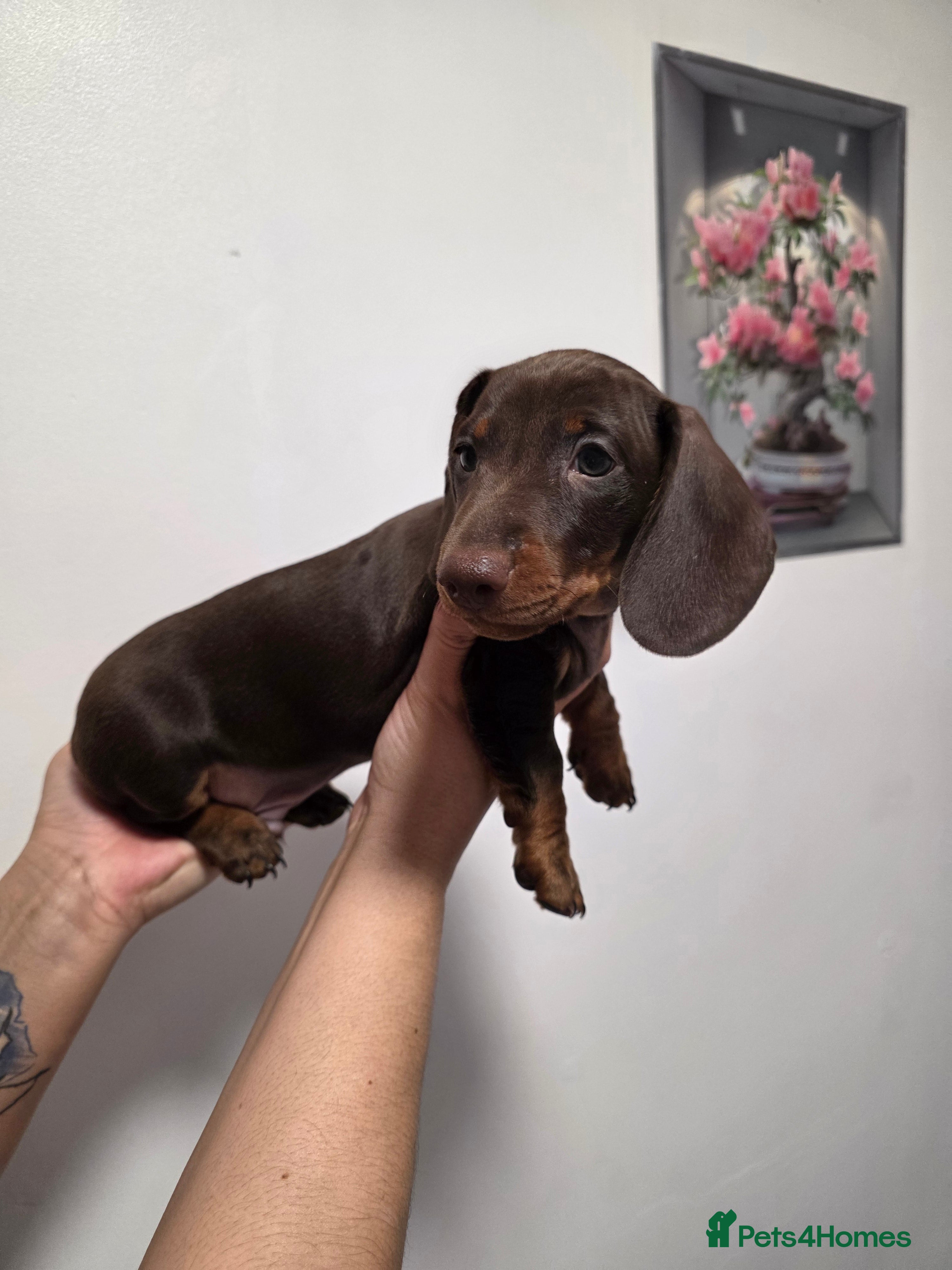 Miniature Dachshund dogs Miniature dachshund - Advert 4