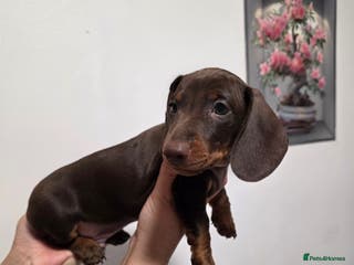 Miniature Dachshund dogs Miniature dachshund - Advert 18