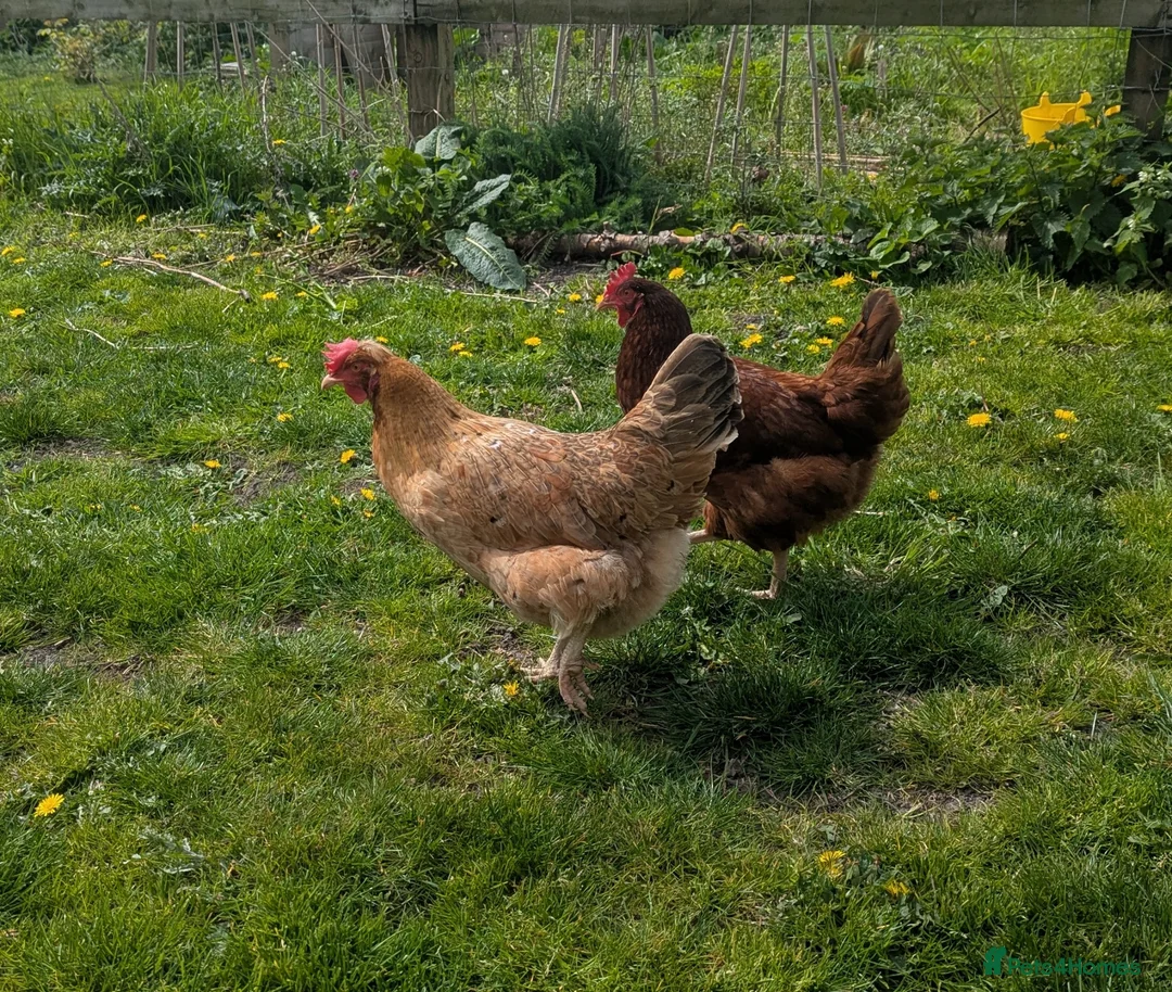 Chickens poultry for sale: Pair of friendly 2 yr old hens in Royston - Advert 1