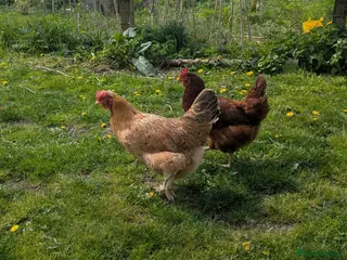 Chickens poultry Pair of friendly 2 yr old hens - Advert 1