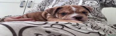 Woody