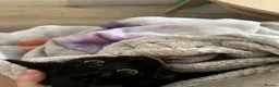 Domestic Shorthair cats for sale: Beautiful Tortoiseshell Domestic Shorthair Cat - Advert 21