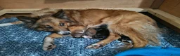 Mixed Breed dogs for sale: Beautiful Bordoodle Puppies from family home - Advert 7