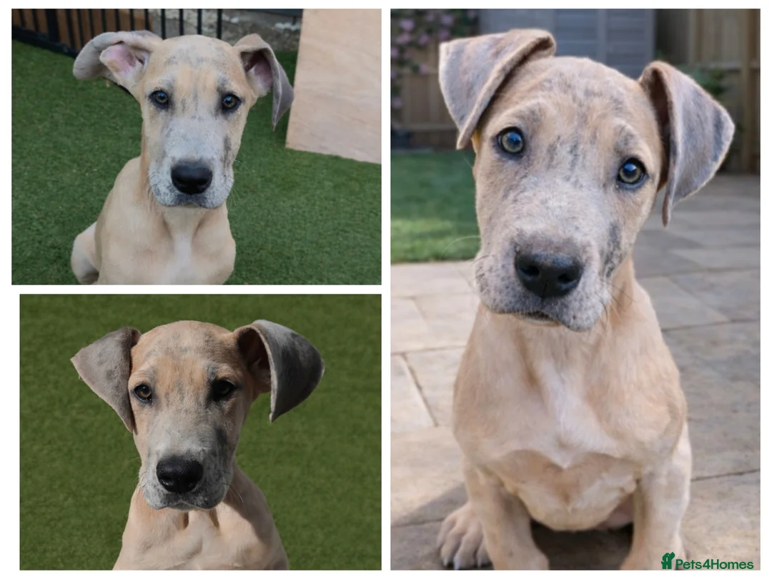 Great Dane dogs for sale: *Last One* KC Registered Great Danes Stunning Pups - Advert 1