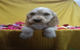 Cocker Spaniel dogs for sale: ❤️Adorable Quality Show Type Cocker Spaniels 🩵 - Image 13