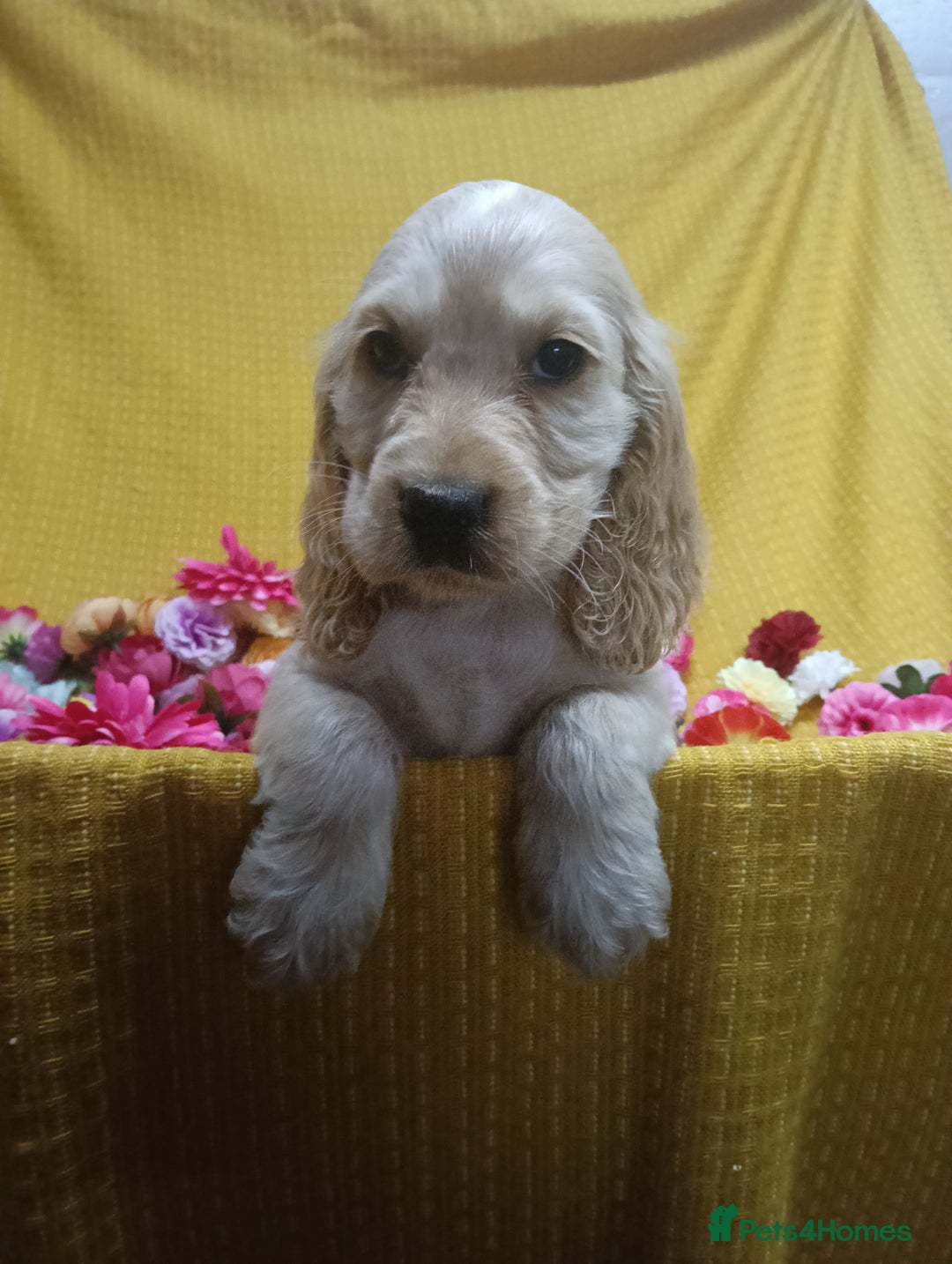 Cocker Spaniel dogs for sale: ❤️Adorable Quality Show Type Cocker Spaniels 🩵 - Image 13