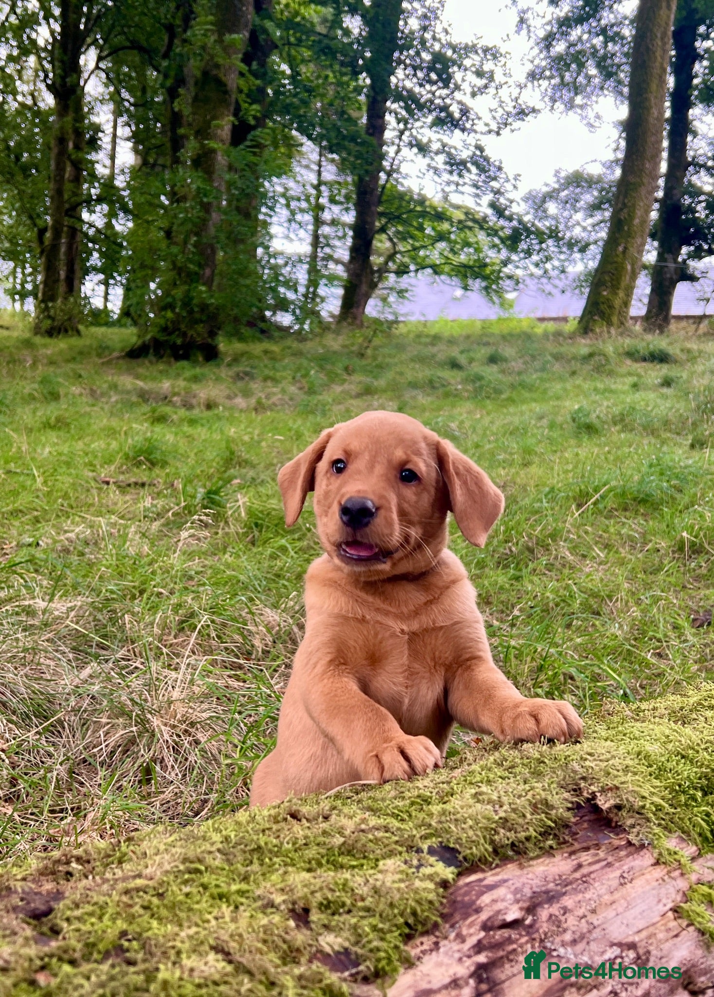 Labrador Retriever dogs kC reg fox red labs FTCH sired - Advert 2